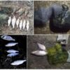 Чернігівським рибоохоронним патрулем за тиждень викрито 47 порушень Правил рибальства
