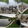 У річку Стрижень вселено півтори тонни молоді коропа