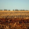 Жнива на Чернігівщині: зібрано перший мільйон тон зернових, завершено жнива ранніх зернових