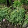 Ніжинські поліцейські знищили незаконну наркотичну плантацію