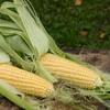 На Чернігівщині молотять кукурудзу і соняшник