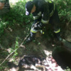 Рятувальники витягли собаку, яка впала у колодязь