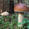 Поліція Чернігівщини закликає збирати гриби безпечно