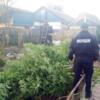  Ніжинські поліцейські знищили незаконний посів двометрових конопель у Бобровиці