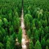 Цікаві факти про лісовий фонд Чернігівської області