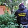 У Чернігові поліцейські виявили та знищили незаконний посів наркомістких рослин