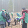 13700 саджанців сосни - прокурори Чернігівщини долучилися до акції «Створюємо ліси разом» 