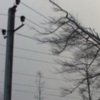 Негода лишила електропостачання 47 населених пунктів Чернігівщини — відновлювальні роботи тривають