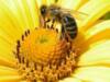 Торік на Чернігівщині не встановлено жодного випадку масової загибелі бджіл