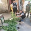 У Чернігові поліцейські викрили місцевого мешканця у незаконному вирощуванні конопель та зберіганні наркотичних засобів