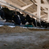 На Чернігівщині евакуювали молочну ферму