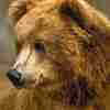 Ведмеді і скунси у Менському зоопарку не можуть заснути