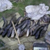 Чернігівські правоохоронці затримали нищівників рибних багатств Придесення