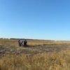 Бобровицький район: врятовано пшеничне поле