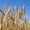На Новгород-Сіверщині вже зібрана третина ранніх зернових