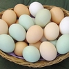 Яйця стали дорожчими на 12,3 %