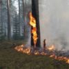 Правозахисниця б'є на сполох через масштабну пожежу торф'яних полів на Чернігівщині