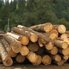 Фірма виграла у військового лісгоспу мільйон на постачання армії деревини з Чернігівщини
